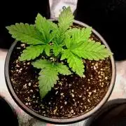 Fast buds (mini grow)