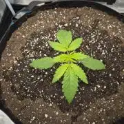 Cream Mandarine main lining