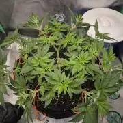 Orange bud main lining