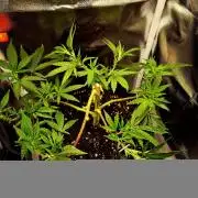 Adoption eines Steckies main lining