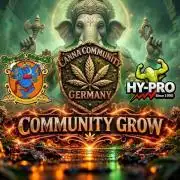 Sweet Seeds (CCG)