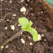 Cream Mandarine main lining