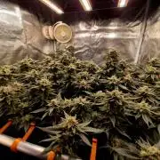 Steckies kurz vor dem Herbst..