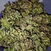 "Purple" Haze Steckies