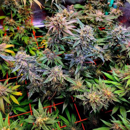 Fast buds (mini grow)