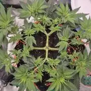 Orange bud main lining