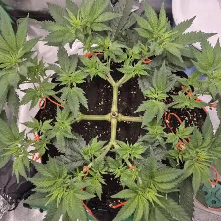Orange bud main lining