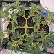 Orange bud main lining