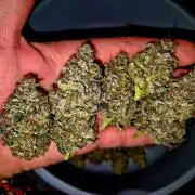 Fast buds (mini grow)
