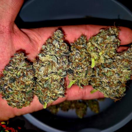 Fast buds (mini grow)