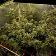 Caly 'n banana main lining