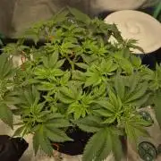 Orange bud main lining