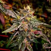 Fast buds (mini grow)