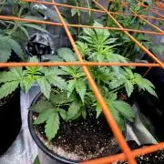 Fast buds (mini grow)