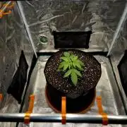 Cream Mandarine main lining