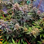 Fast buds (mini grow)