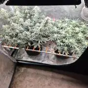 Caly 'n banana main lining