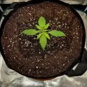 Cream Mandarine main lining