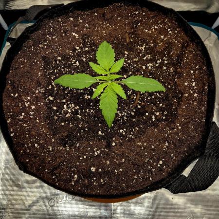 Cream Mandarine main lining