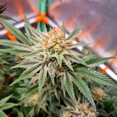 Orange bud main lining