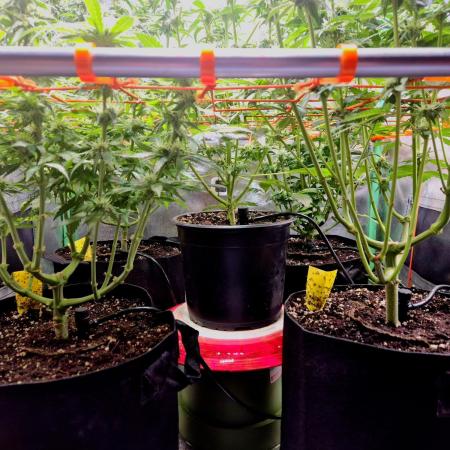 Fast buds (mini grow)