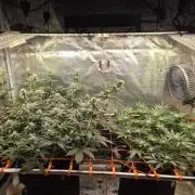 Caly 'n banana main lining