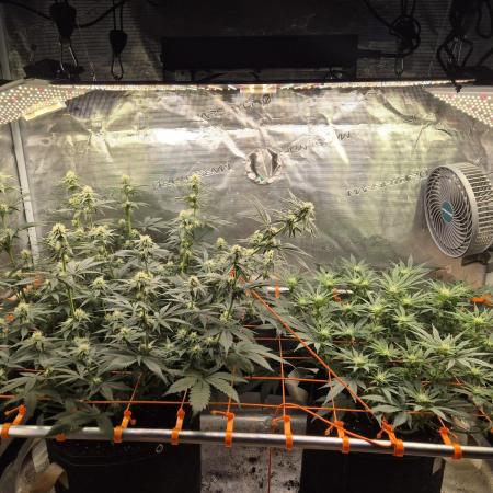 Caly 'n banana main lining