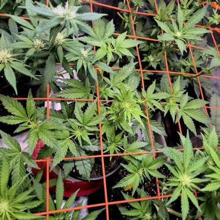 Fast buds (mini grow)