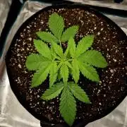 Cream Mandarine main lining