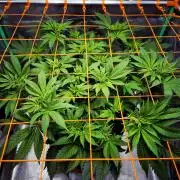 Orange bud main lining