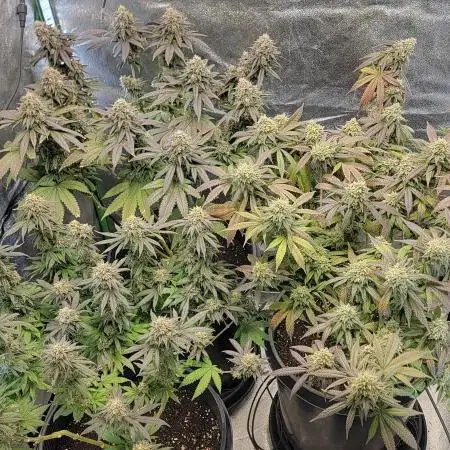 Lemon Cherry Gelato - Backpack Boyz | Barney's Farm