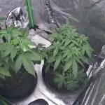Apple Fritter Auto - RQS