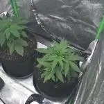 Apple Fritter Auto - RQS