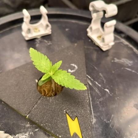 Strawberry cola Sherbet F1