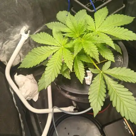 Strawberry cola Sherbet F1