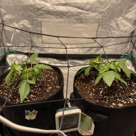 RQS Wedding Cake and Sherbet Queen Autos