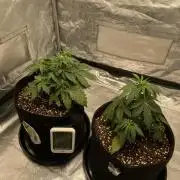 RQS Wedding Cake and Sherbet Queen Autos