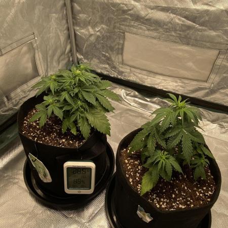 RQS Wedding Cake and Sherbet Queen Autos