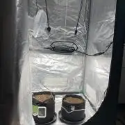 RQS Wedding Cake and Sherbet Queen Autos