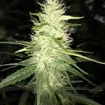 White Rhino. Nukeheads seeds
