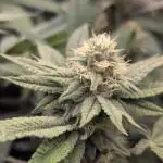 Lemon Cherry Pie