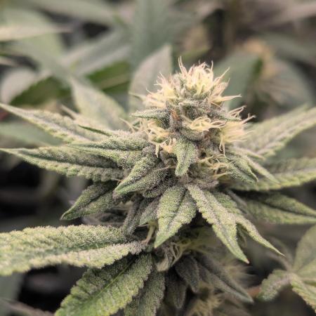 Lemon Cherry Pie