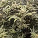 Lemon Cherry Pie