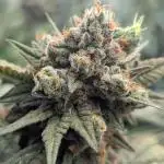Lemon Cherry Pie