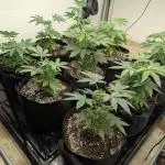 Choka-Cola x AJ Sour