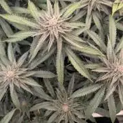 FX3 line clone