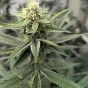 Cartier crops / Dj short Blueberry