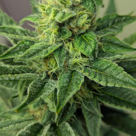 Cartier crops / Dj short Blueberry