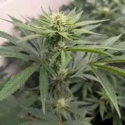 Choka-Cola x AJ Sour