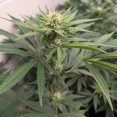 Choka-Cola x AJ Sour